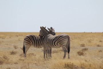 Fototapeta na wymiar Etosha National Park, Namibia - Wildlife