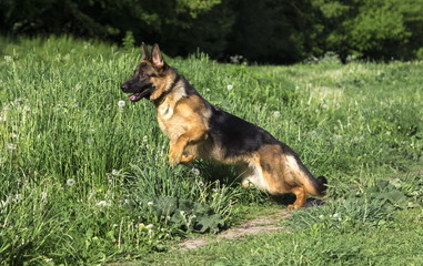 German shepherd runs in the summer park