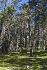 Obraz premium Summer forest in a midland of Europe