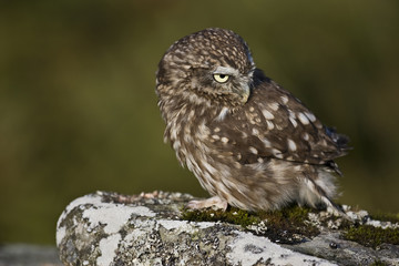 little Owl