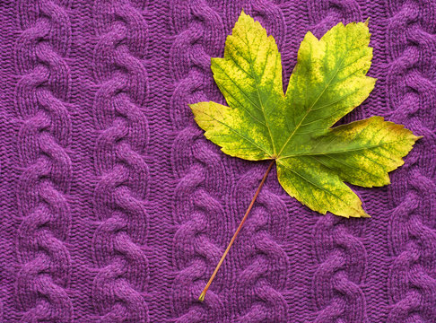 Maple leaf on a purple knit sweater. Colorful autumn leaves on a purple knitted sweater. Background with bright autumn leaves.