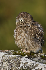 little Owl
