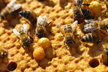 Bees on honeycomb. Close-up of bees on honeycomb in apiary in the summer.