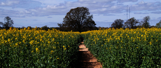 field of oil seed rape on a farm in the countryside
