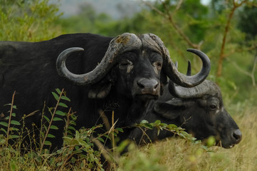 Fototapeta premium Cape Buffalo - Kruger National Park - Close up