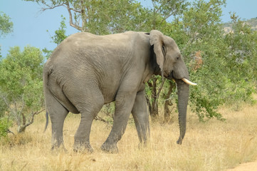 Fototapeta na wymiar African Elephant - side view