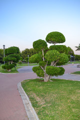 Park, Tree, Nature, Garden