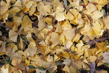 Autumn leaves