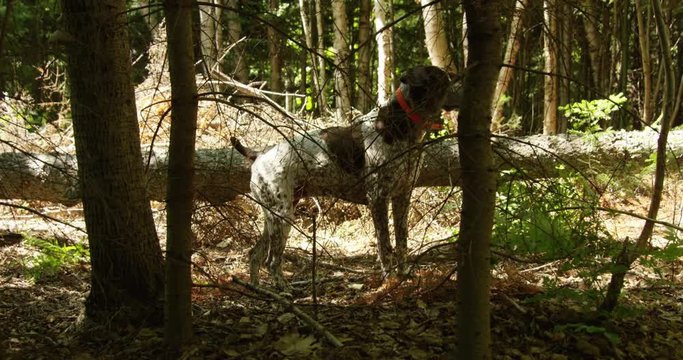 Hunting dog pointing in forest - autumn sun- slow motion