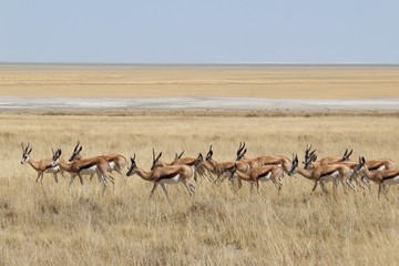 Springbok in Etosha National Park, Namibia
