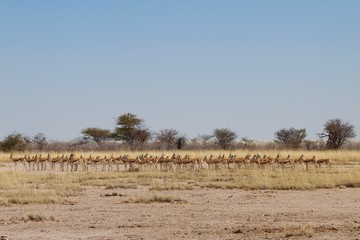 Springbok in Etosha National Park, Namibia