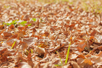 fallen yellow leaves in autumn forest