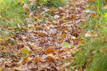 Pathway through the autumn forest