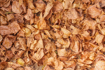 fallen yellow leaves in autumn forest. autumn background. Top view