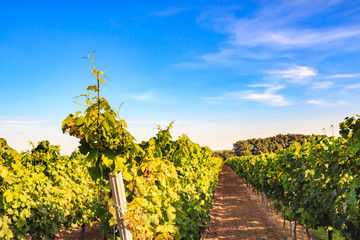 Sun-flooded winestocks with a blue sky