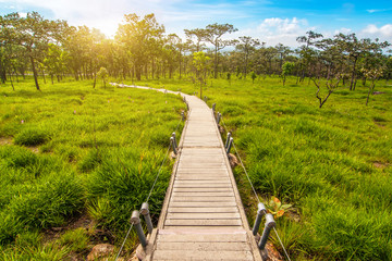 Fototapeta na wymiar Beautiful landscape in nature trails with lush green meadows in rain forest with sunlight in morning.