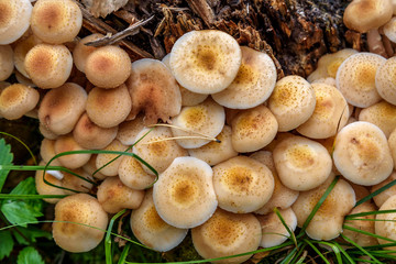 mushrooms Honey fungus stump forest