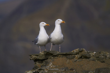 Obraz premium Herring gull