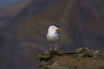 Herring gull