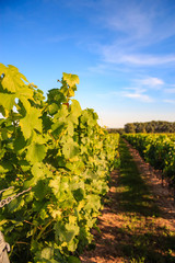 Fototapeta premium Sun-flooded winestocks with a blue sky