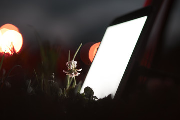  Close-up. The phone highlights the flower on the ground. Dark background. White screen. Grass