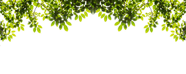 Green leaf and branches on white background	