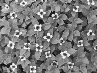 Background of green plants with small white flowers.