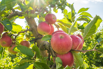 Rote, reife Äpfel am Apfelbaum