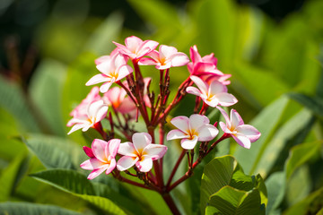 Pink frangipani flowers