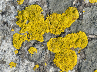 Caloplaca lichen on the stone of yellow color.