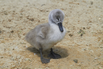 Mute Swan