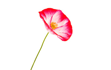 red poppy isolated