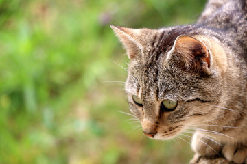 Naklejka na ściany i meble Brown tabby cat in the garden. Selective focus, green bokeh. 