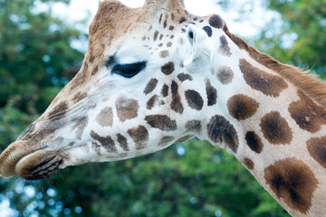 Giraffe standing in the wild, close up of giraffe face and head