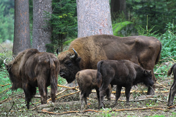 Wisente, Europäische Bisons (Bison bonasus), Herde, captive, deutschland, europa
