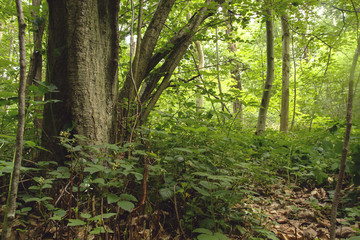 detail of a green woodland