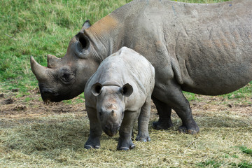 Rhino calf and mother graing