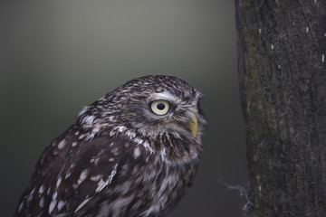 Little owl