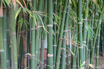 Fototapeta na wymiar green Bamboo texture background
