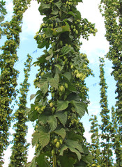 hop plant in a field