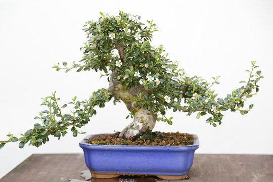 Cotoneaster horizontalis bonsai on a wooden table and white background