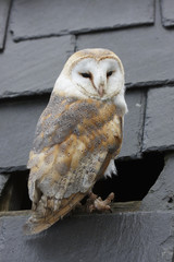 Barn Owl