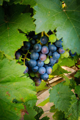 Closeup of grapes in a sunny vineyard in Rheinhessen