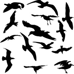 Birds Silhouettes collection - vector