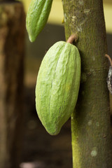 Cacao fruit, raw cacao beans, Cocoa pod on tree