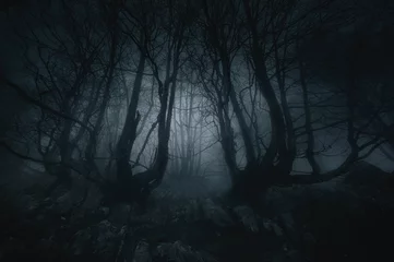 Fotobehang nachtmerrie bos met enge bomen © mimadeo