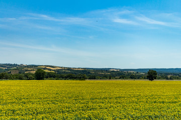Sunflower field