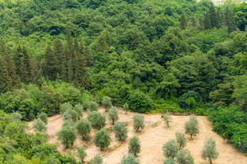 Olive trees surrounded by forest