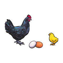 vector chicken hen brown, white egg, yellow small chick dark blue chicken sketch set isolated. Illustration on a white background