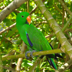 Eclectus Green Parrot